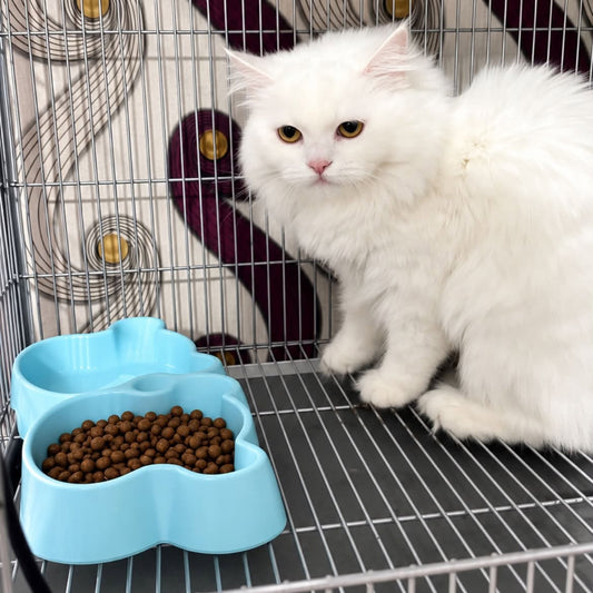 Every Waiting Heart Deserves a Home – Meet Daisy 🤍🐾