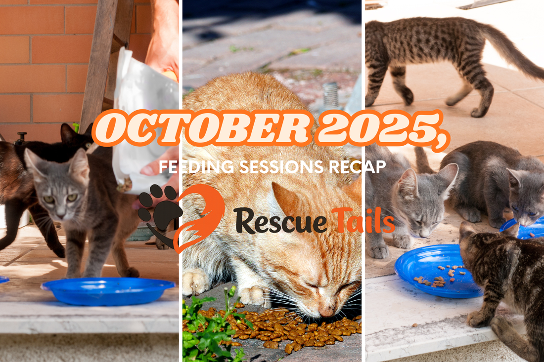 October 2025: Feeding Sessions Around the World