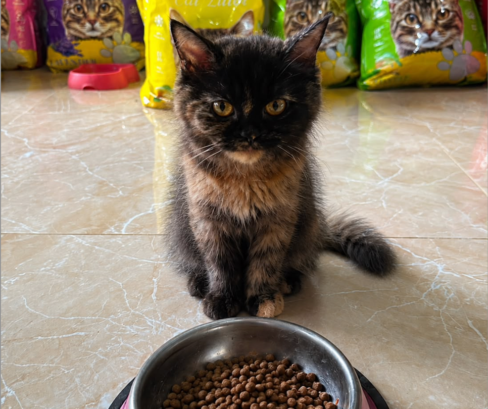 Every Full Bowl Tells a Story - Meet Ash 🖤 🐾