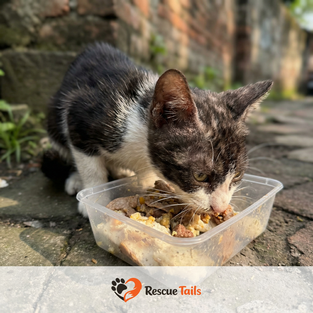 How to Spot Fake Rescue Tails Websites