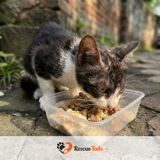 How to Spot Fake Rescue Tails Websites