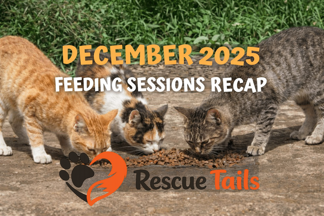 December 2025: Our Biggest Month Yet